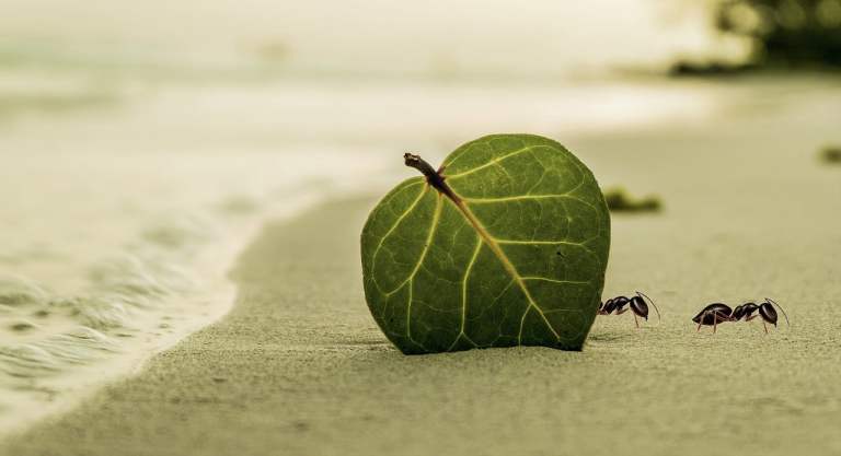 leaf, ants, beach-7645269.jpg
